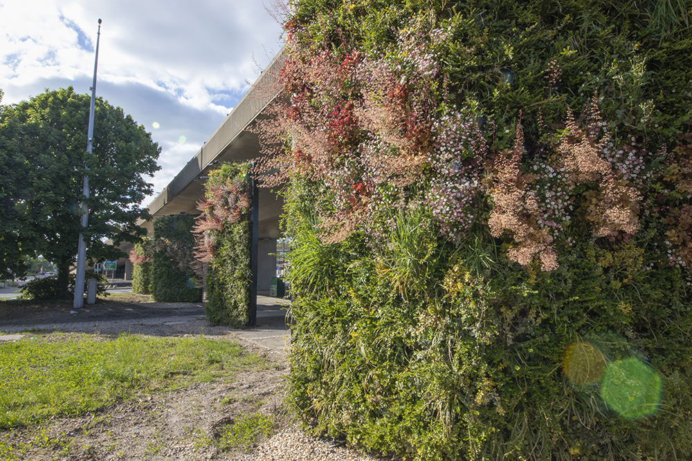 Each living wall is offset around 2.5m from the face of a column to avoid touching any part of the flyover infrastructure; this allows for maintenance inspections (image courtesy Biotecture)