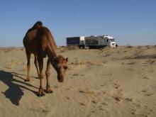 Camel and Truck