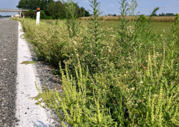 Invasive species can cause harm to infrastructure