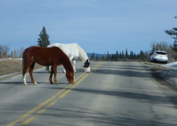 Here, there and everywhere: even road markings give off microplastics that get into the ecosystem