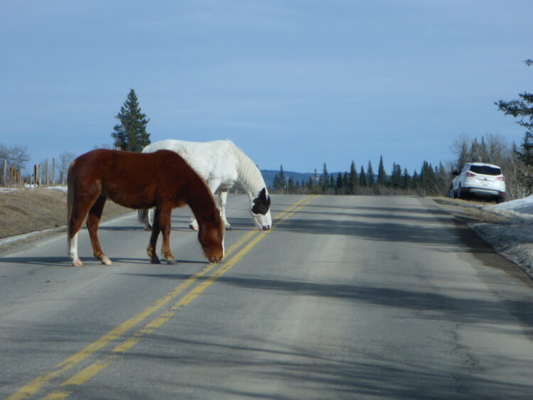 Here, there and everywhere: even road markings give off microplastics that get into the ecosystem