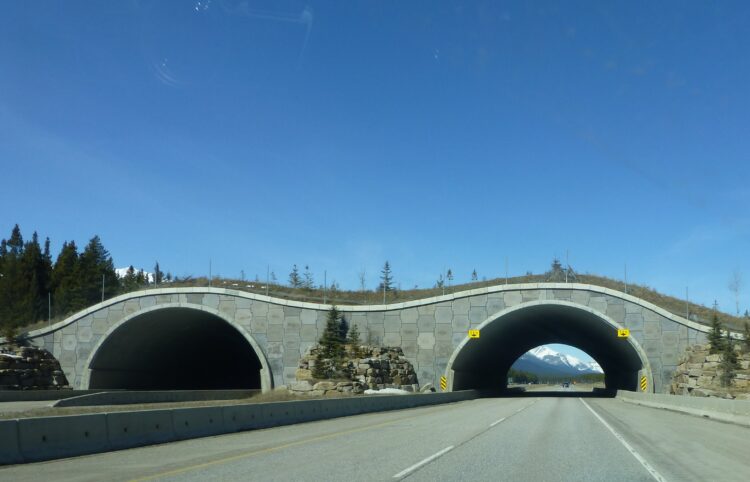 The latest overpass will be similar to other overpasses within Banff National Park (image courtesy David Arminas)