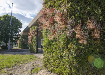 Each living wall is offset around 2.5m from the face of a column to avoid touching any part of the flyover infrastructure; this allows for maintenance inspections (image courtesy Biotecture)