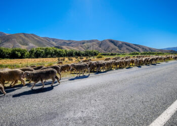 The march towards more toll roads in New Zealand? (© Yanyanyan881/Dreamstime)