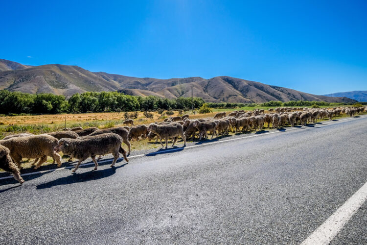 The march towards more toll roads in New Zealand? (© Yanyanyan881/Dreamstime)