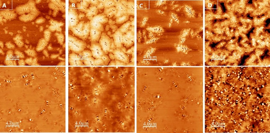 Figure 1: (A) virgin bitumen, (B) virgin after ageing, (C) rejuvenated aged bitumen, (D) fluxed aged bitumen sample