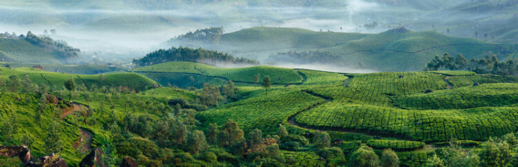 A new highway for South India between Kerala and Tamil Nadu will help boost the tea production in the area – image courtesy of © Dmytro Gilitukha| Dreamstime.com